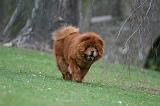 CHOW CHOW 706